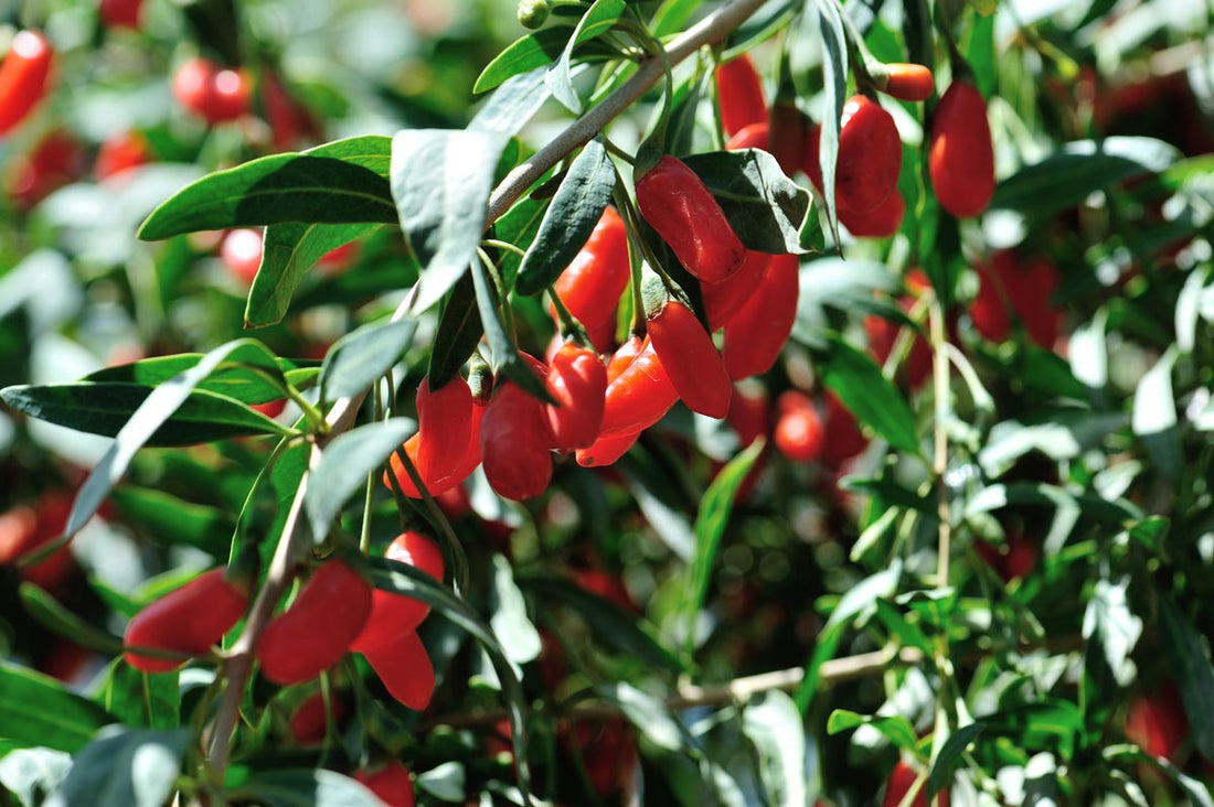 Goji Berry Extract: A Natural Wonder in Skincare